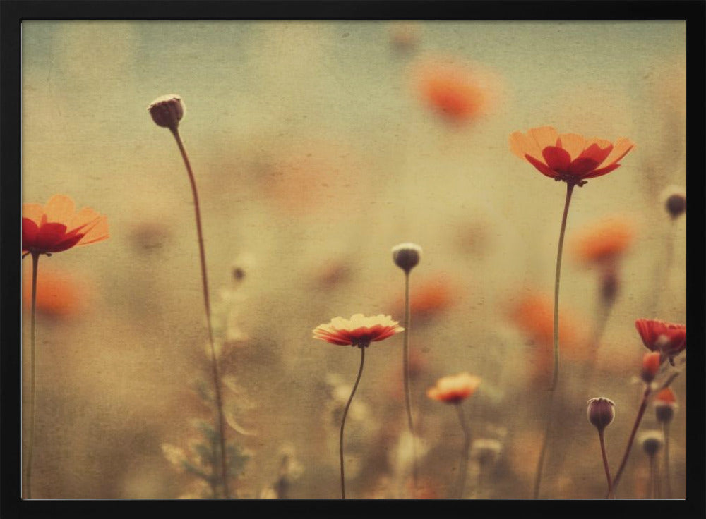 Flüsternde Mohnblumen | Poster