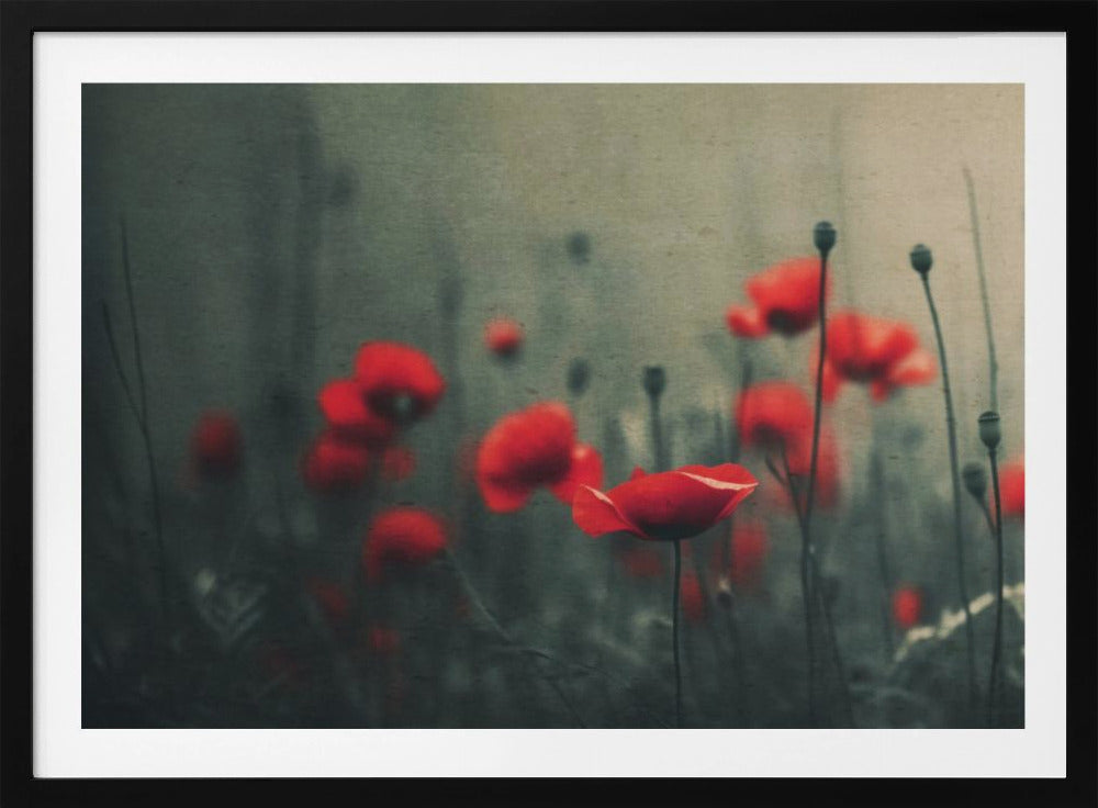 Mohnblumen im Nebel | Poster