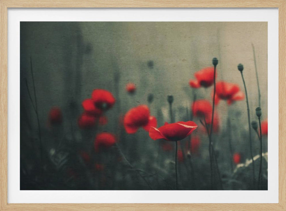 Mohnblumen im Nebel | Poster