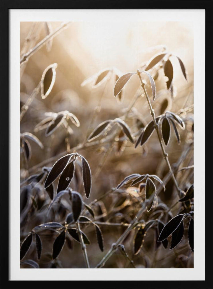 Ein Wintermorgen 6 | Poster