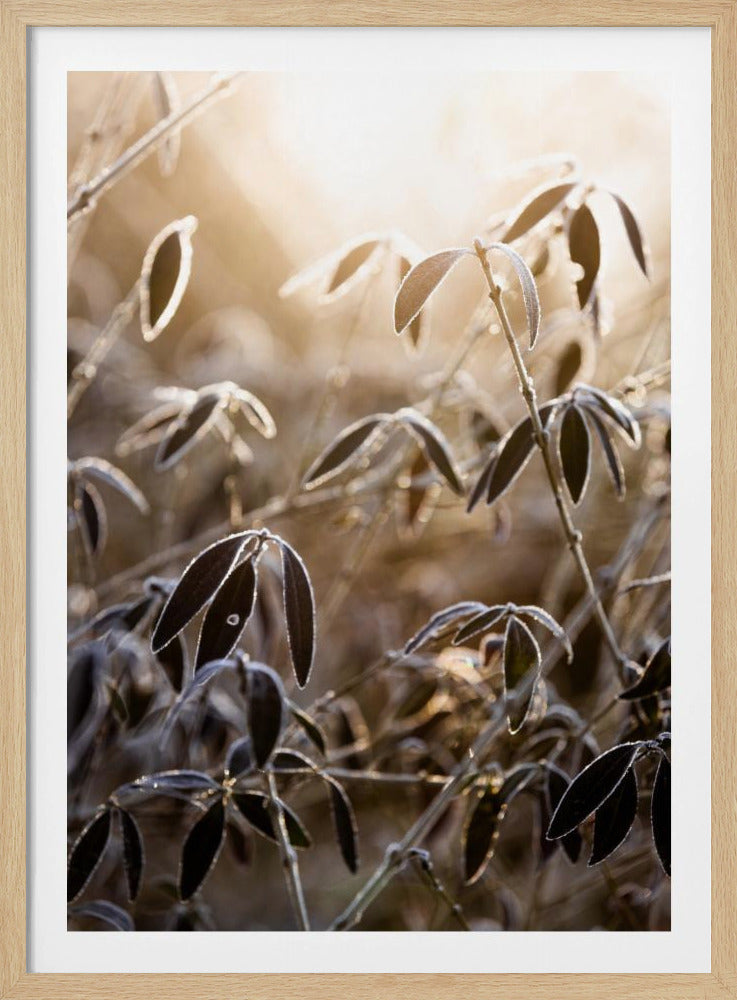 Ein Wintermorgen 6 | Poster