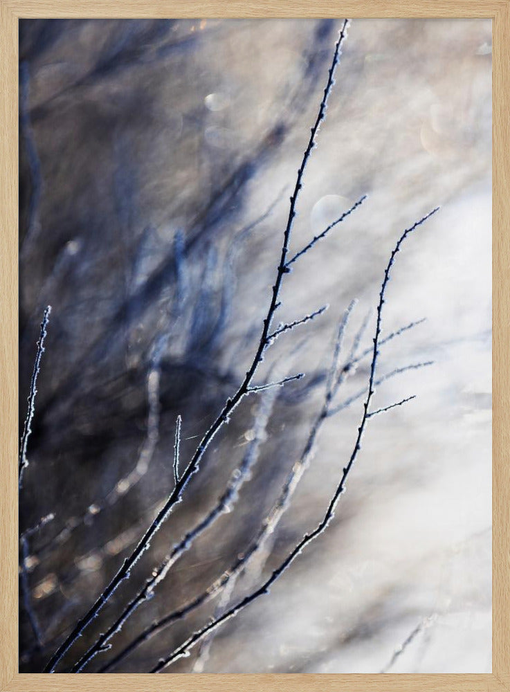 Ein Wintermorgen 7 018a4832 | Poster