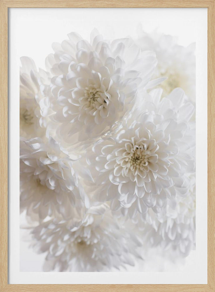 Weiße Blumen 1 | Poster