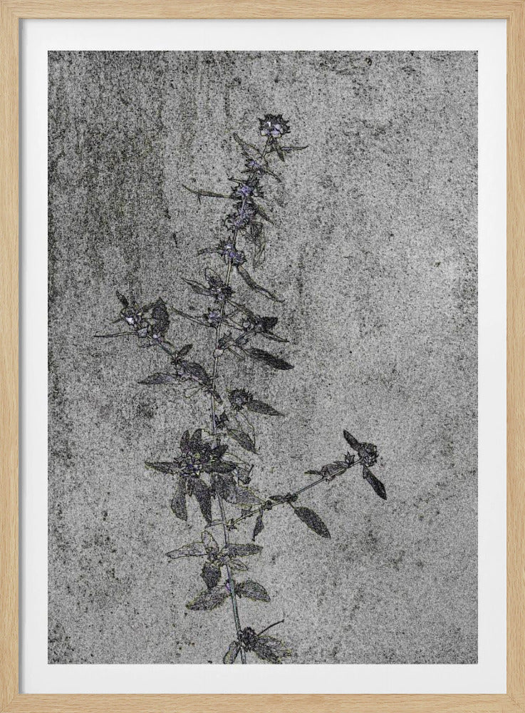Betonblüten | Poster