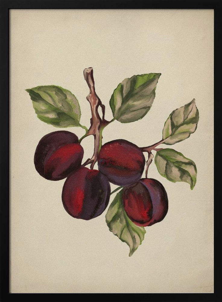 Vintage-Obstsammlung | Poster