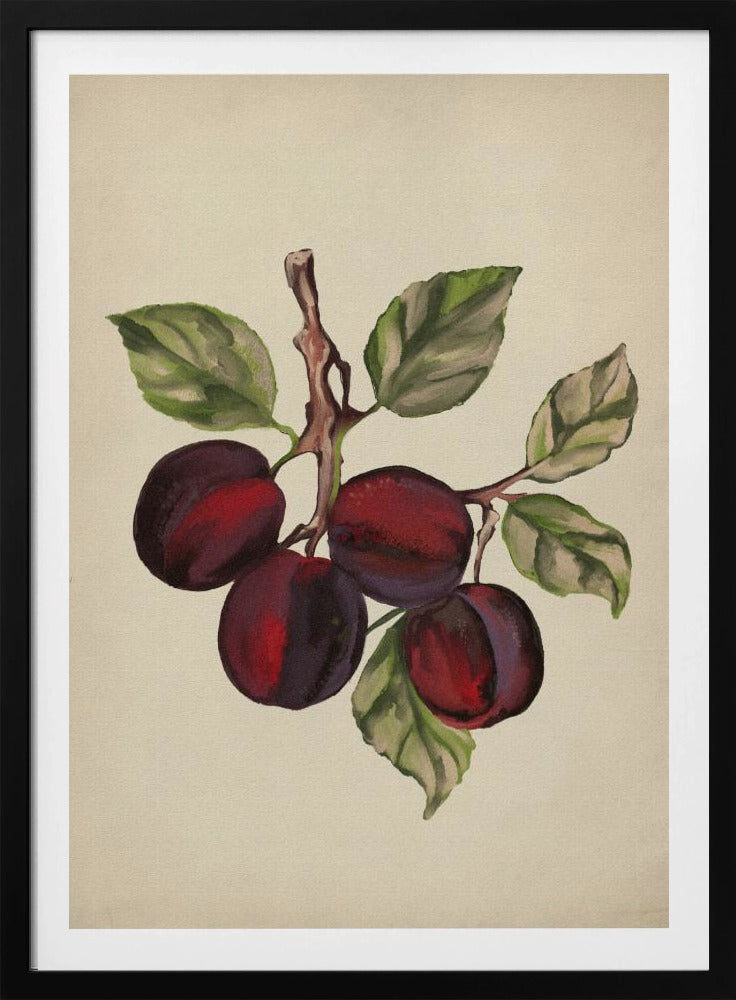 Vintage-Obstsammlung | Poster