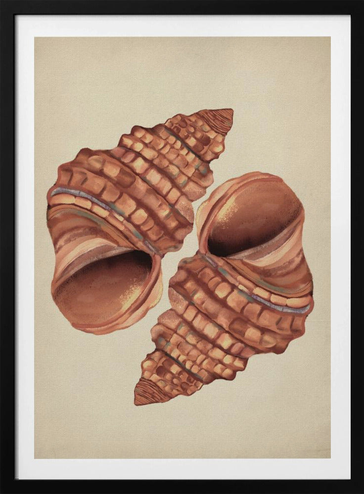 Muschel Vintage | Poster