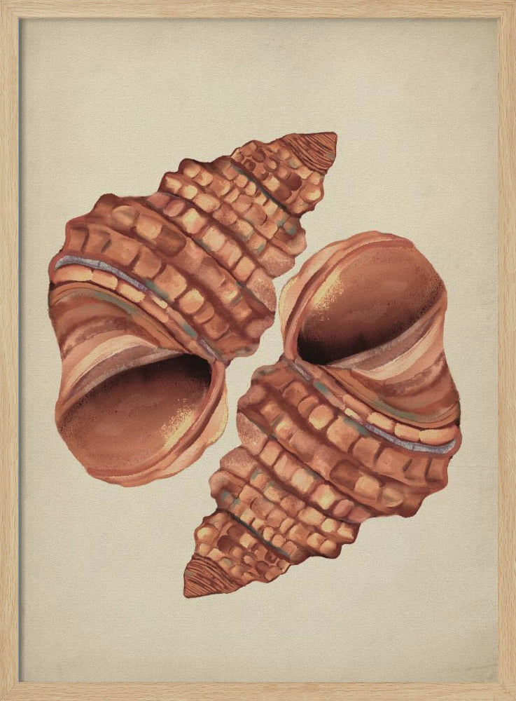 Muschel Vintage | Poster