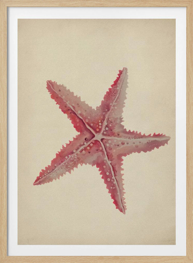 Vintage Seestern-Malerei | Poster