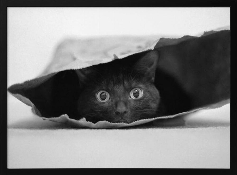 Katze im Sack | Poster