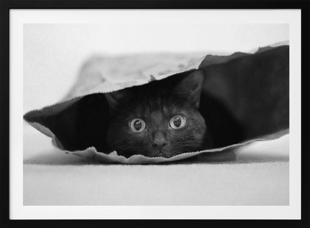 Katze im Sack | Poster