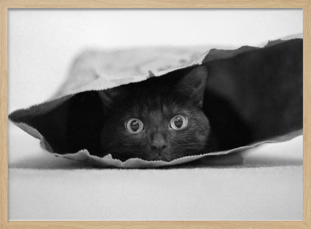 Katze im Sack | Poster