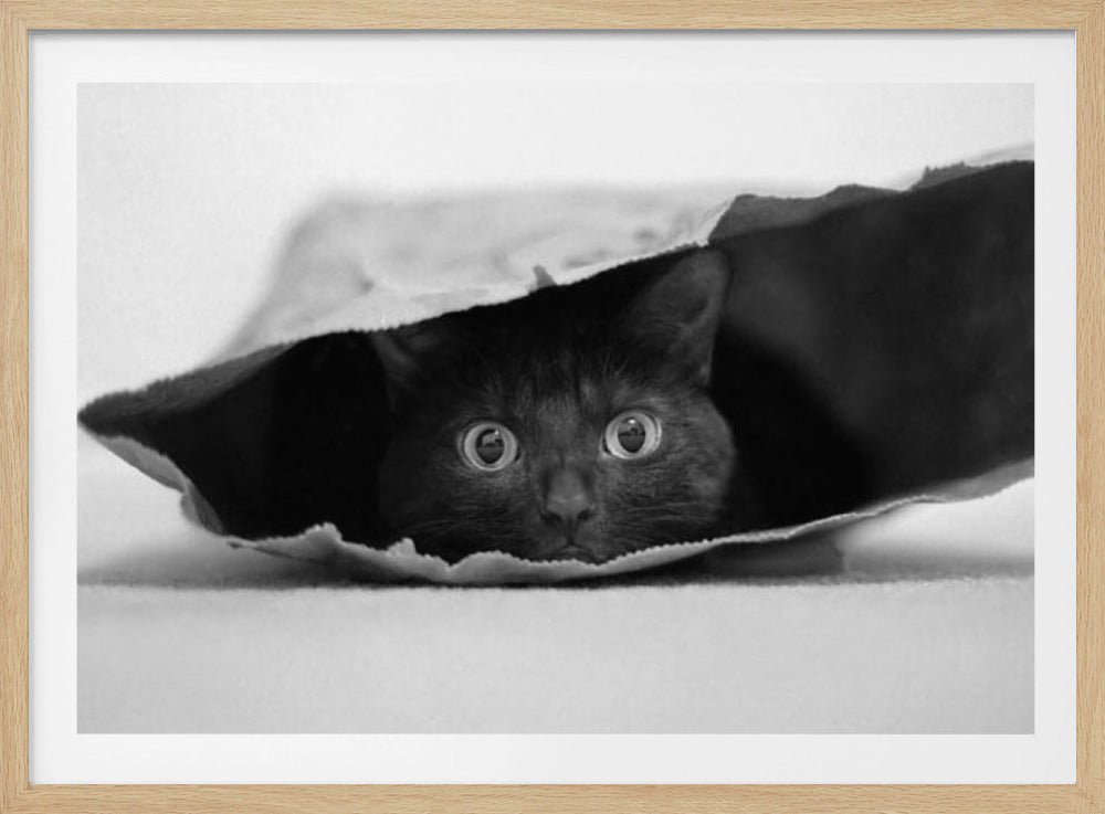 Katze im Sack | Poster