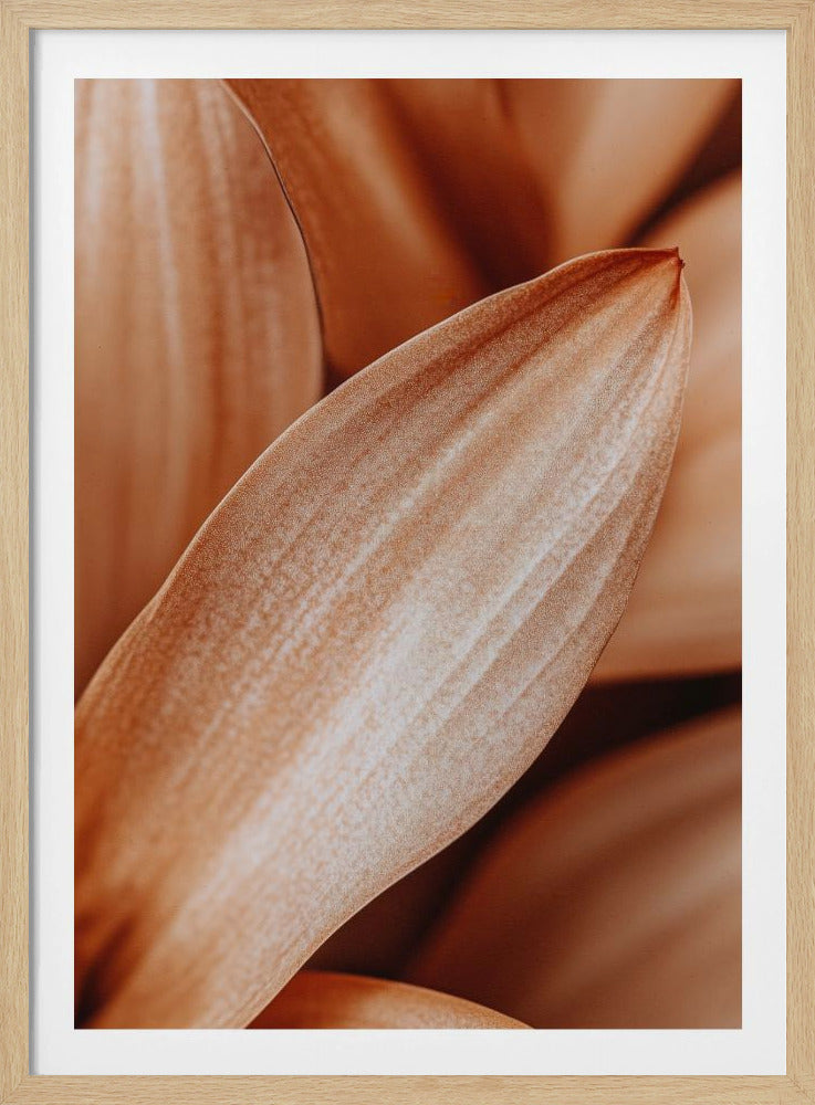 Bernsteinfarbene Blütenblatt-Eleganz | Poster