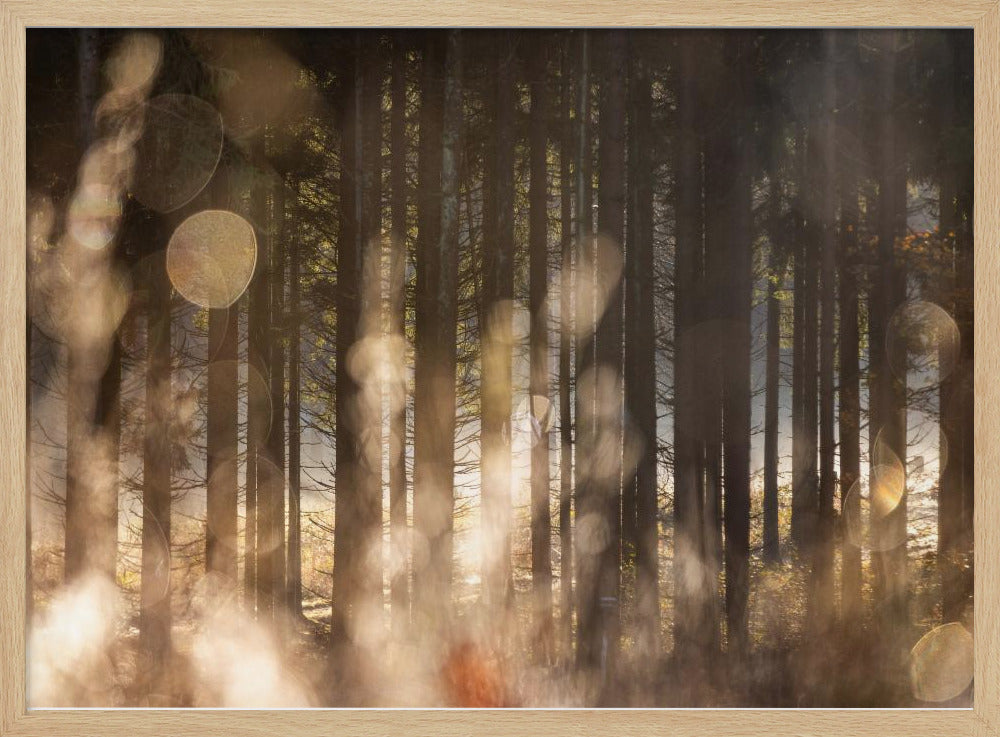 Waldglühen 2 | Poster