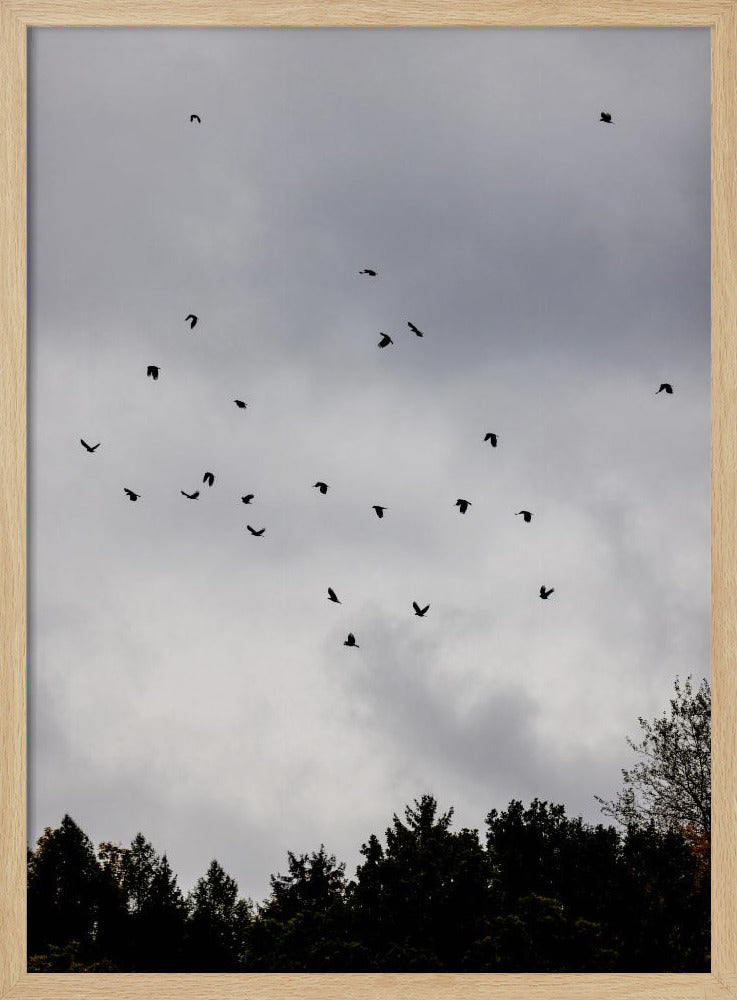 Vögel und Wolken 1 | Poster