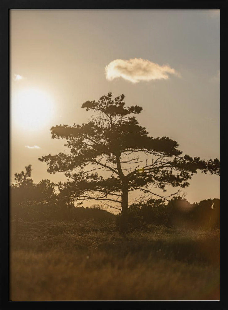 Baum in den Dünen 1 | Poster