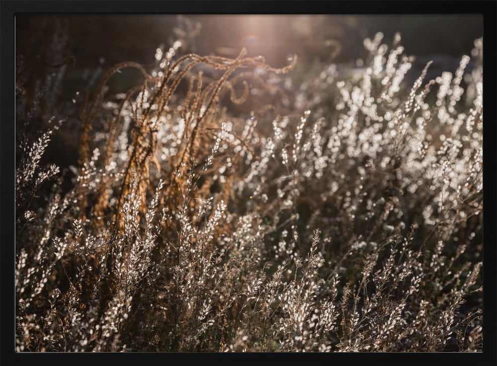Warmes Winterlicht 4 | Poster