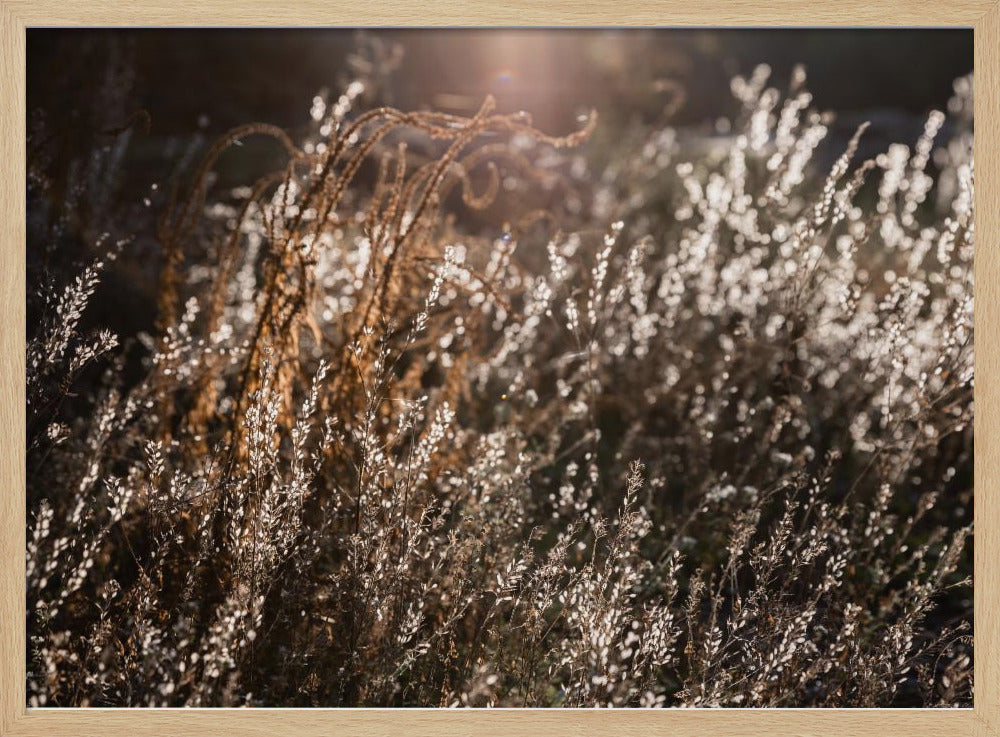 Warmes Winterlicht 4 | Poster