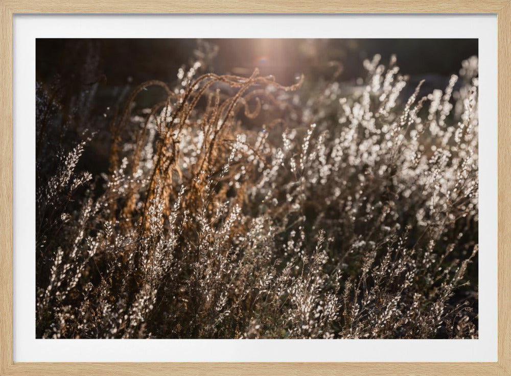 Warmes Winterlicht 4 | Poster