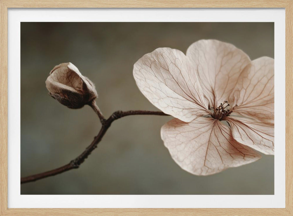 Zarte Blüte | Poster