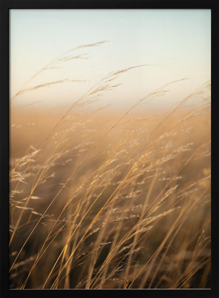 Goldenes Präriegras | Poster