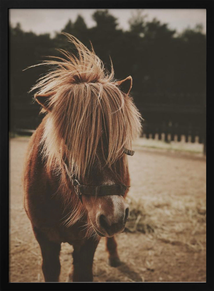 Pony mit zotteliger Mähne | Poster