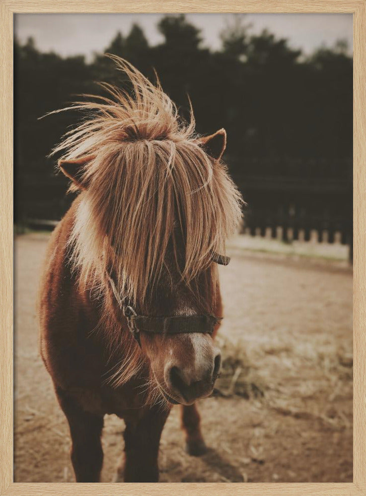Pony mit zotteliger Mähne | Poster