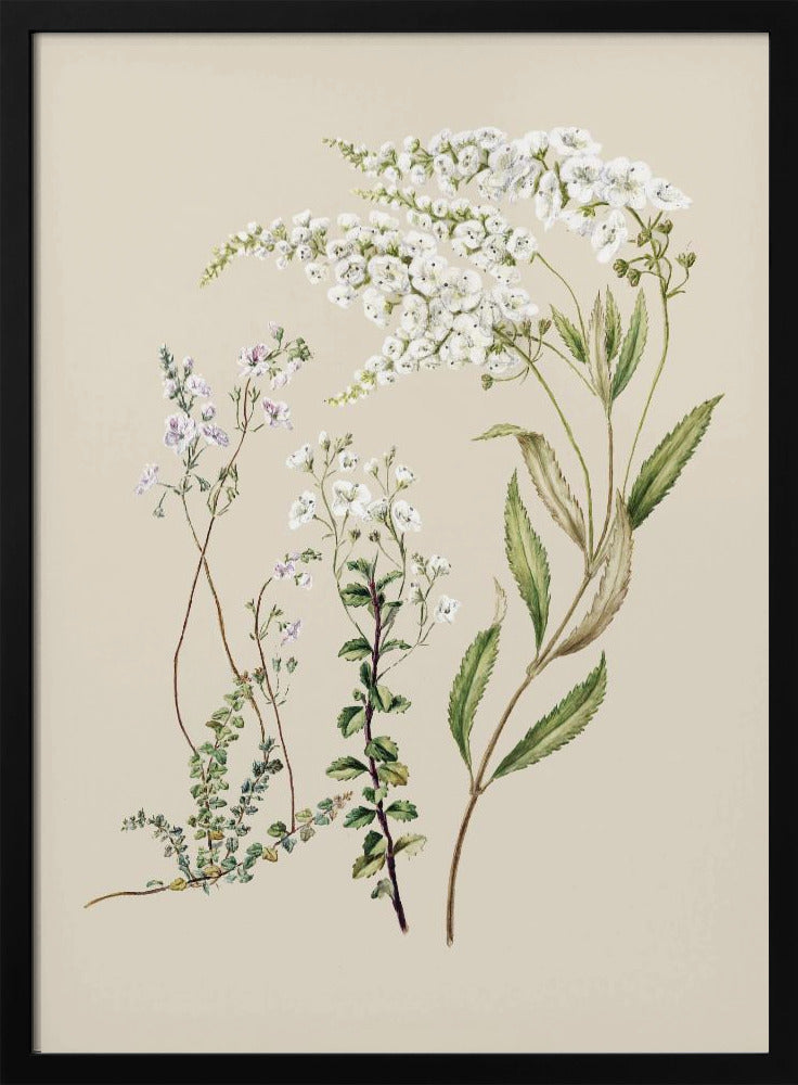 Veronica, gezeichnet von Sarah Featon (1848–1927) | Poster