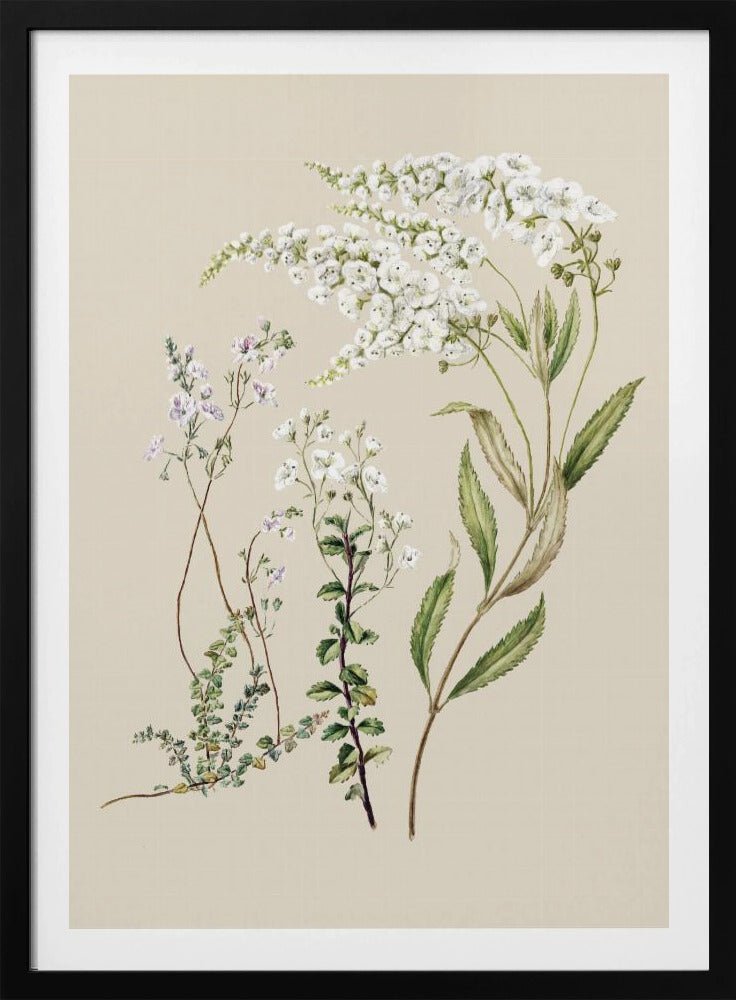 Veronica, gezeichnet von Sarah Featon (1848–1927) | Poster