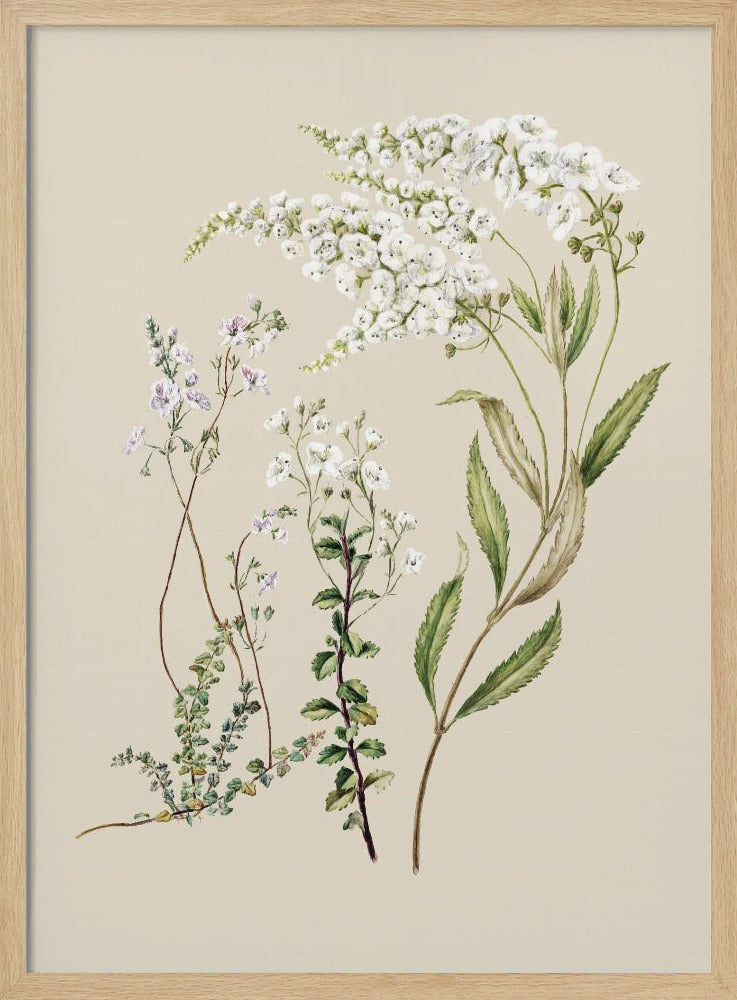 Veronica, gezeichnet von Sarah Featon (1848–1927) | Poster