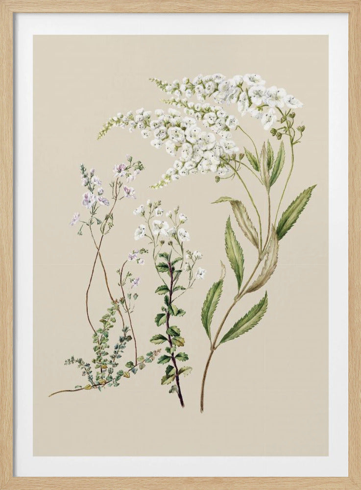 Veronica, gezeichnet von Sarah Featon (1848–1927) | Poster