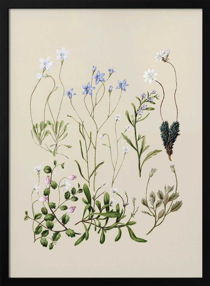 Wahlenbergias gezeichnet | Poster