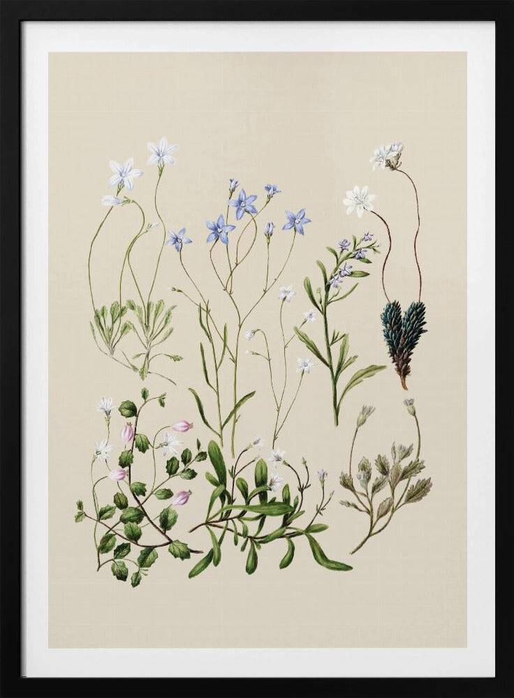 Wahlenbergias gezeichnet | Poster