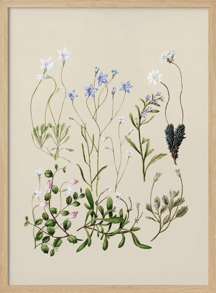 Wahlenbergias gezeichnet | Poster