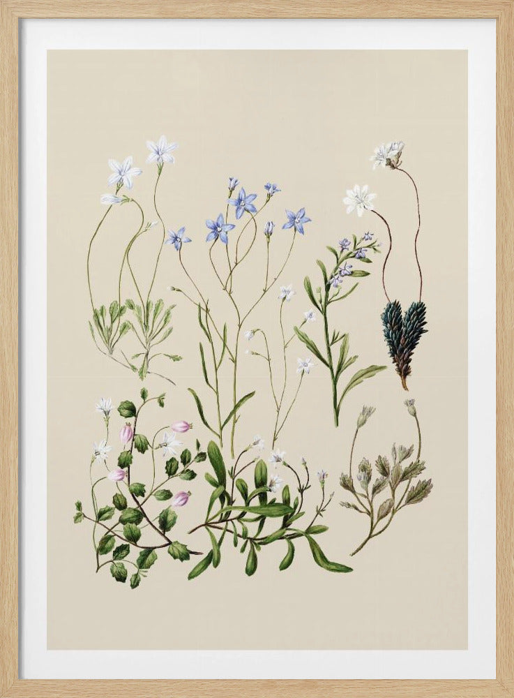 Wahlenbergias gezeichnet | Poster