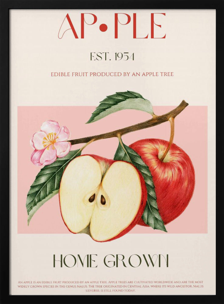 Geerntete Äpfel | Poster