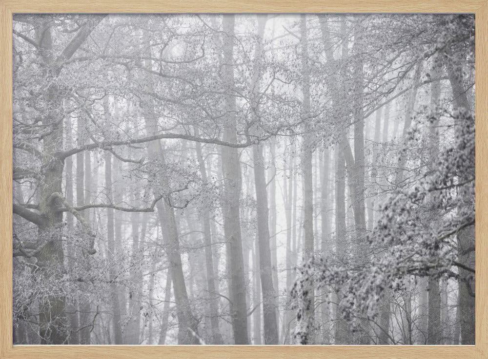 Nebliger Wintermorgen 2 | Poster