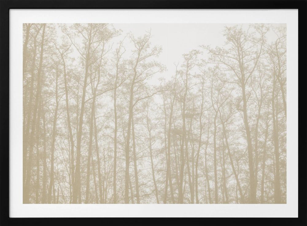 Baumsilhouetten 1 | Poster
