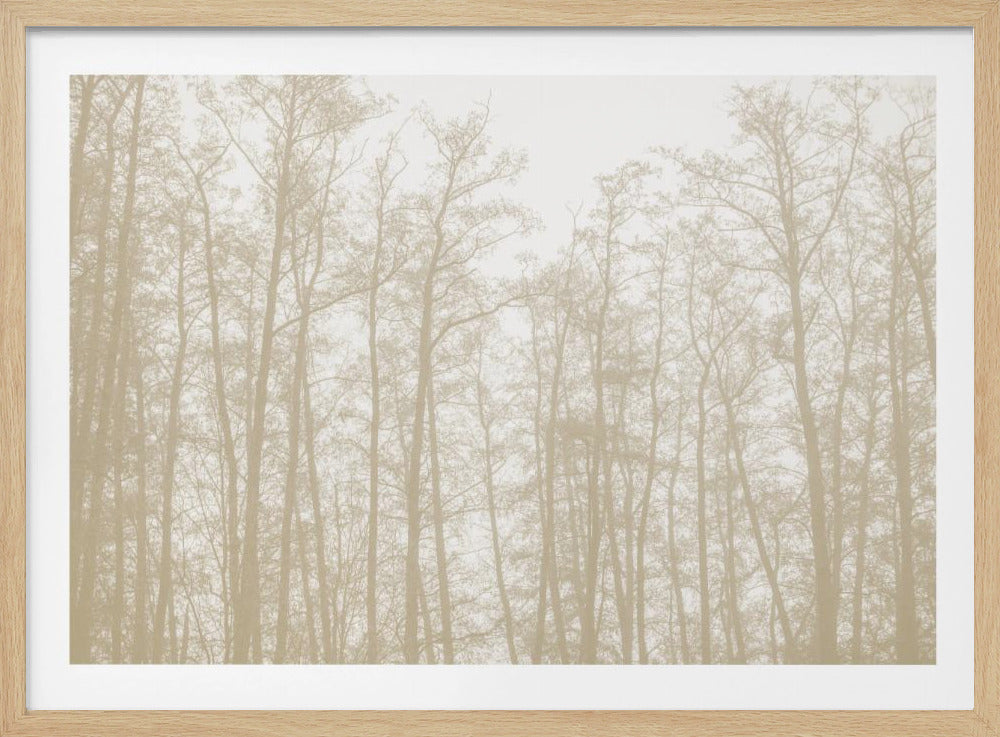 Baumsilhouetten 1 | Poster