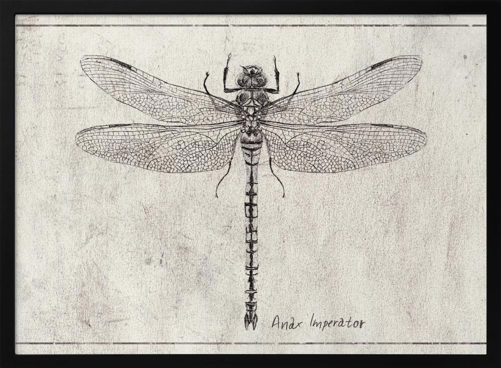Majestät im Flug Anax Imperator | Poster