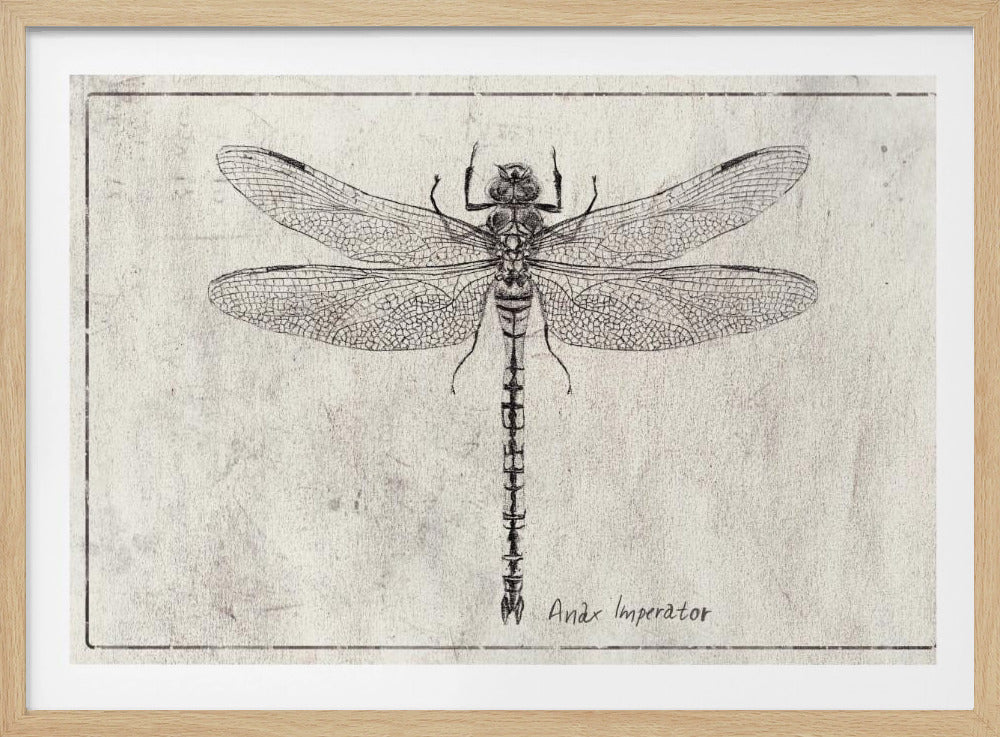 Majestät im Flug Anax Imperator | Poster