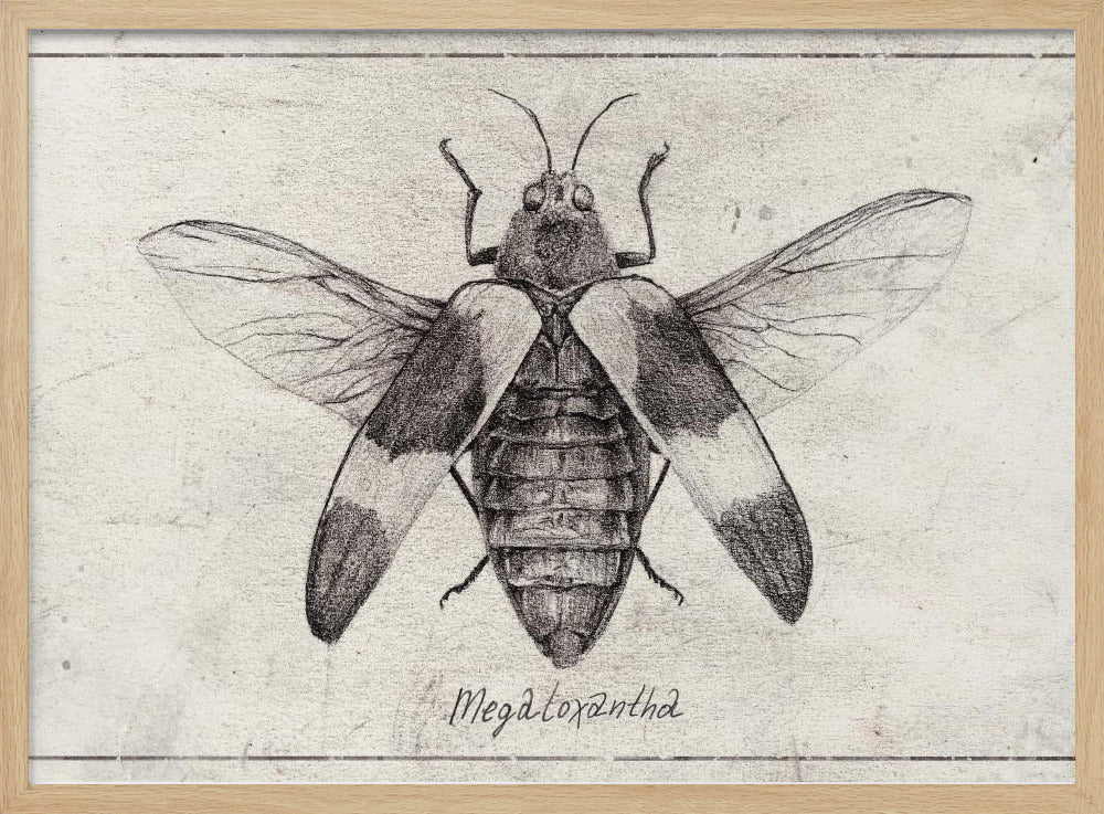 Komplexe Insektenskizze | Poster