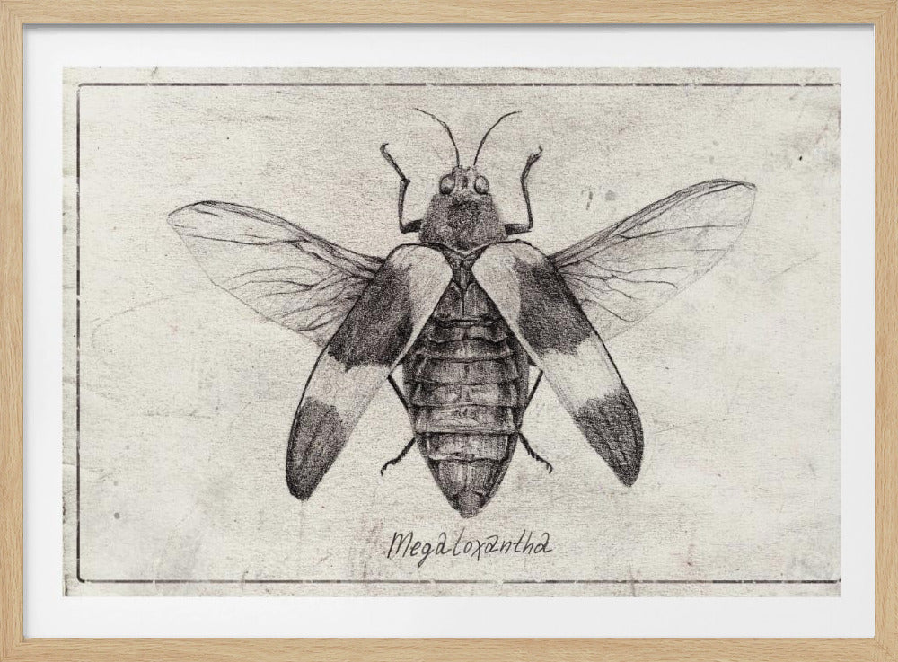Komplexe Insektenskizze | Poster