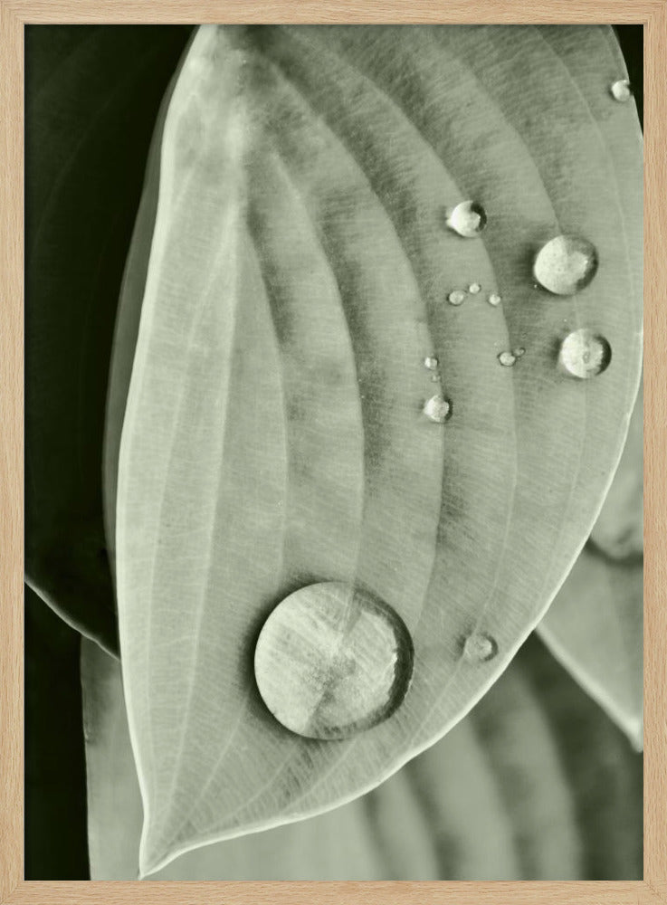 Tau auf Blatt Eleganz | Poster