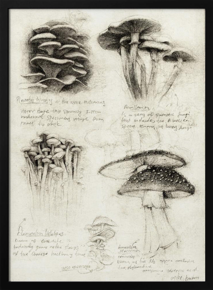 Verschiedene botanische Pilze | Poster