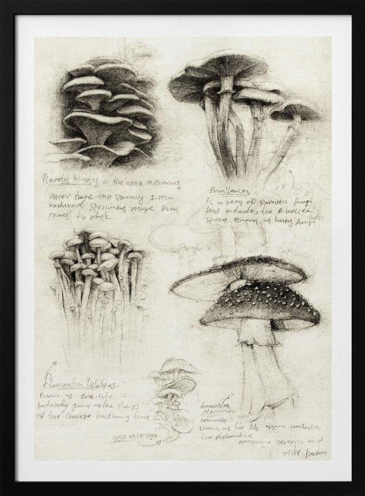 Verschiedene botanische Pilze | Poster