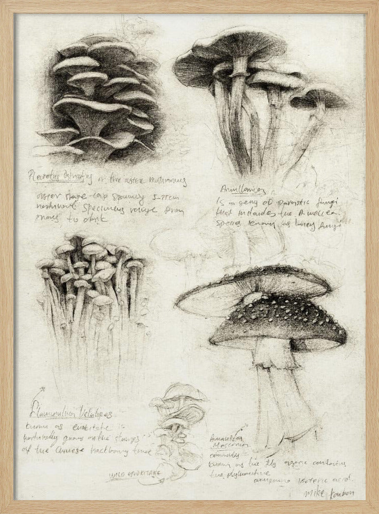Verschiedene botanische Pilze | Poster