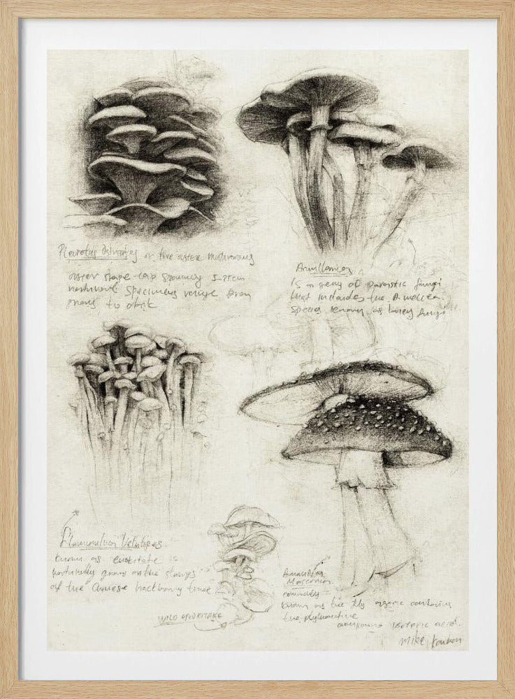 Verschiedene botanische Pilze | Poster