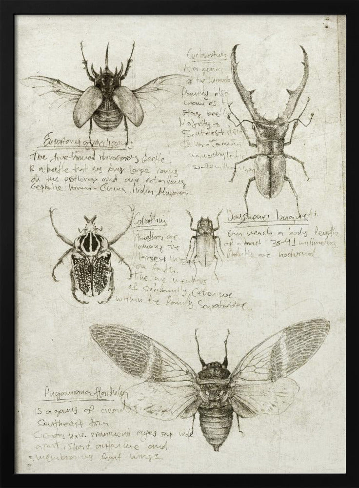 Skizzen von Käfern und Insekten | Poster